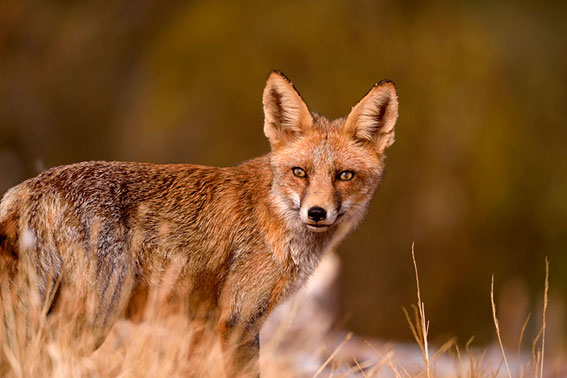'Dehesa del bosque del lince ibérico ' de Joaquín Gutiérrez Acha (Wanda Visión)